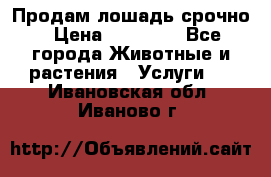 Продам лошадь срочно › Цена ­ 30 000 - Все города Животные и растения » Услуги   . Ивановская обл.,Иваново г.